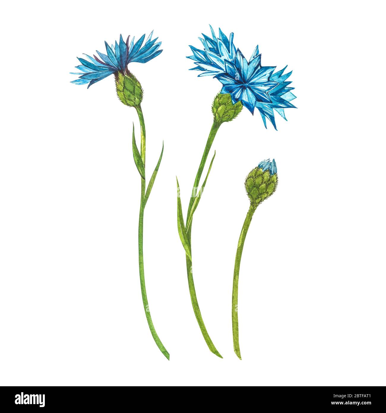 Blue Cornflower Herb or bachelor button flower bouquet isolated on white background. Set of drawing cornflowers, floral elements, watercolor botanical Stock Photo