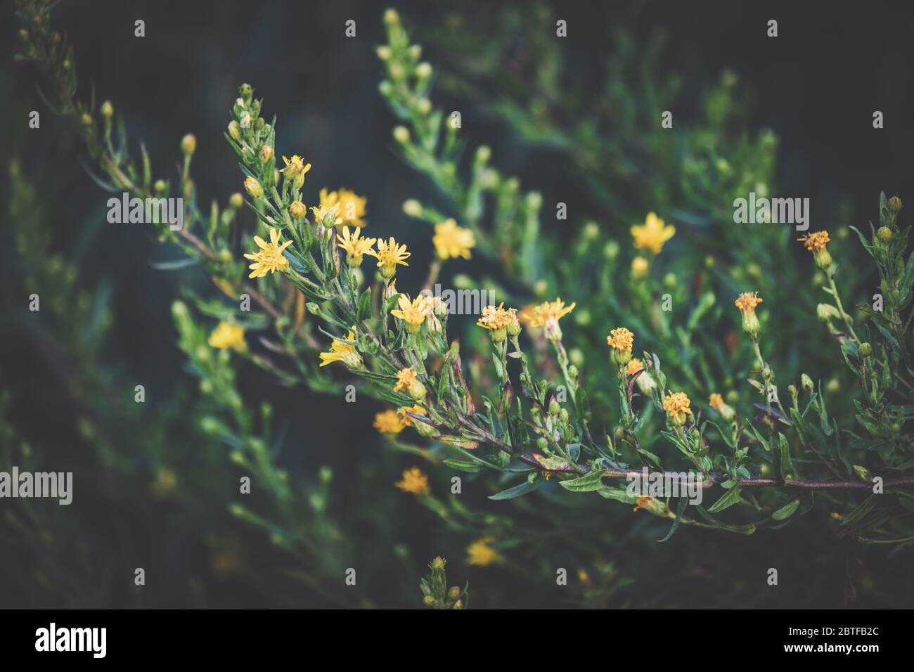 Detail of thin branches with small yellow flowers Stock Photo