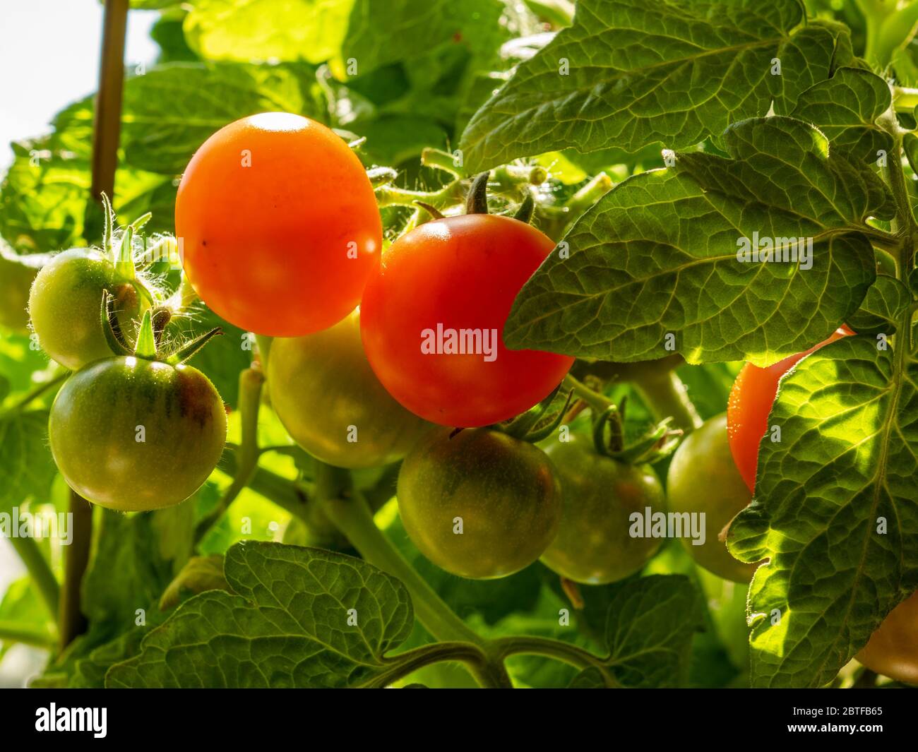 Closeup of green and red tomatoes and green leaves on a tomato plant, variety Red Robin Stock Photo