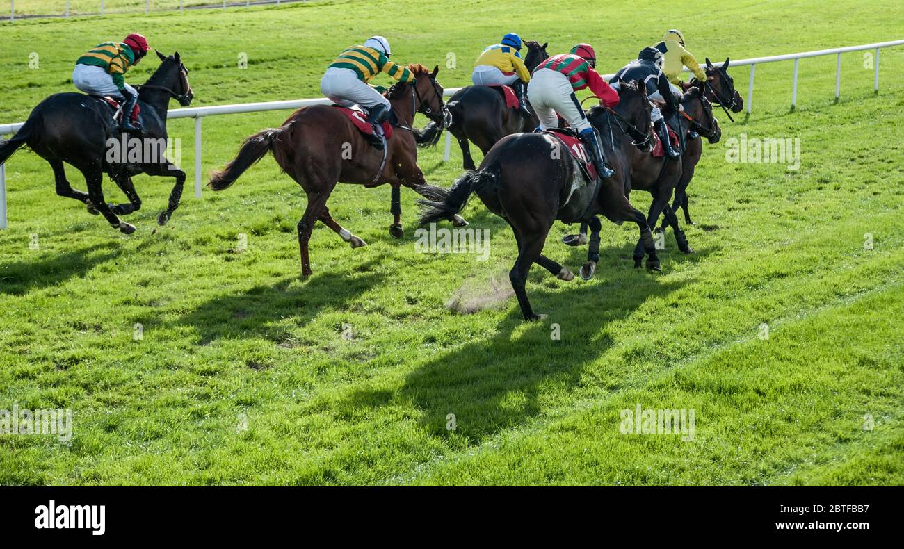 Group of race horses and jockeys racing on the final furlong towards