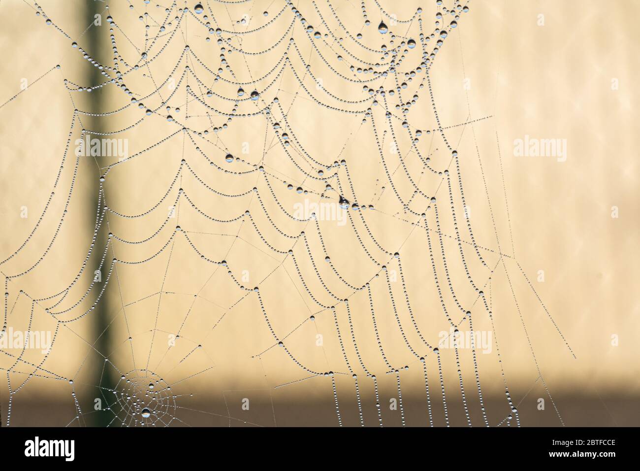 Awesome morning dew  on cobweb. Natural design at it's best Stock Photo