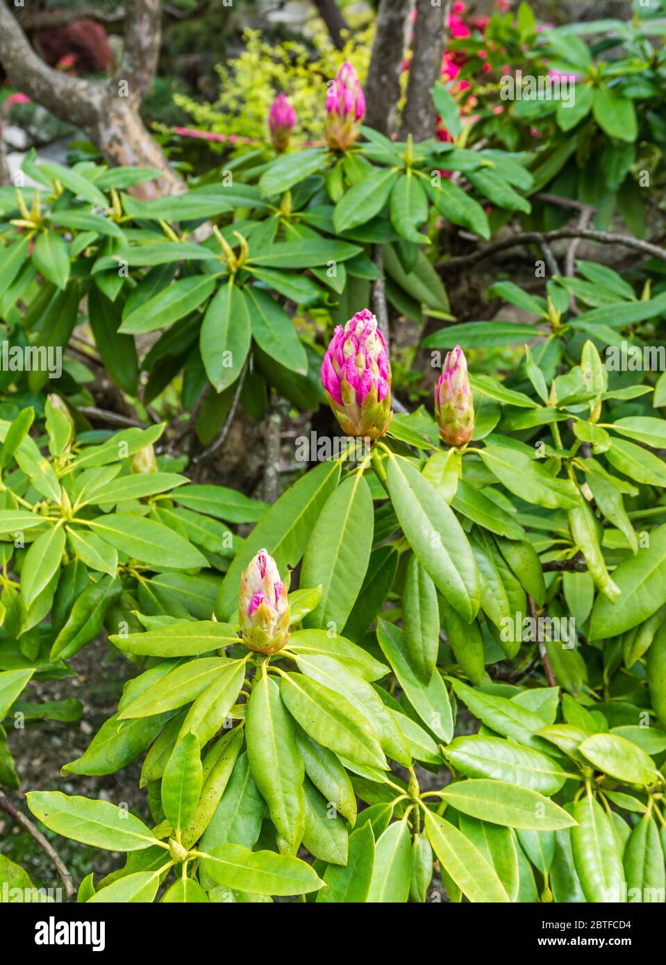 Pink Rhododendron buds are about to open in a garden in Seatac