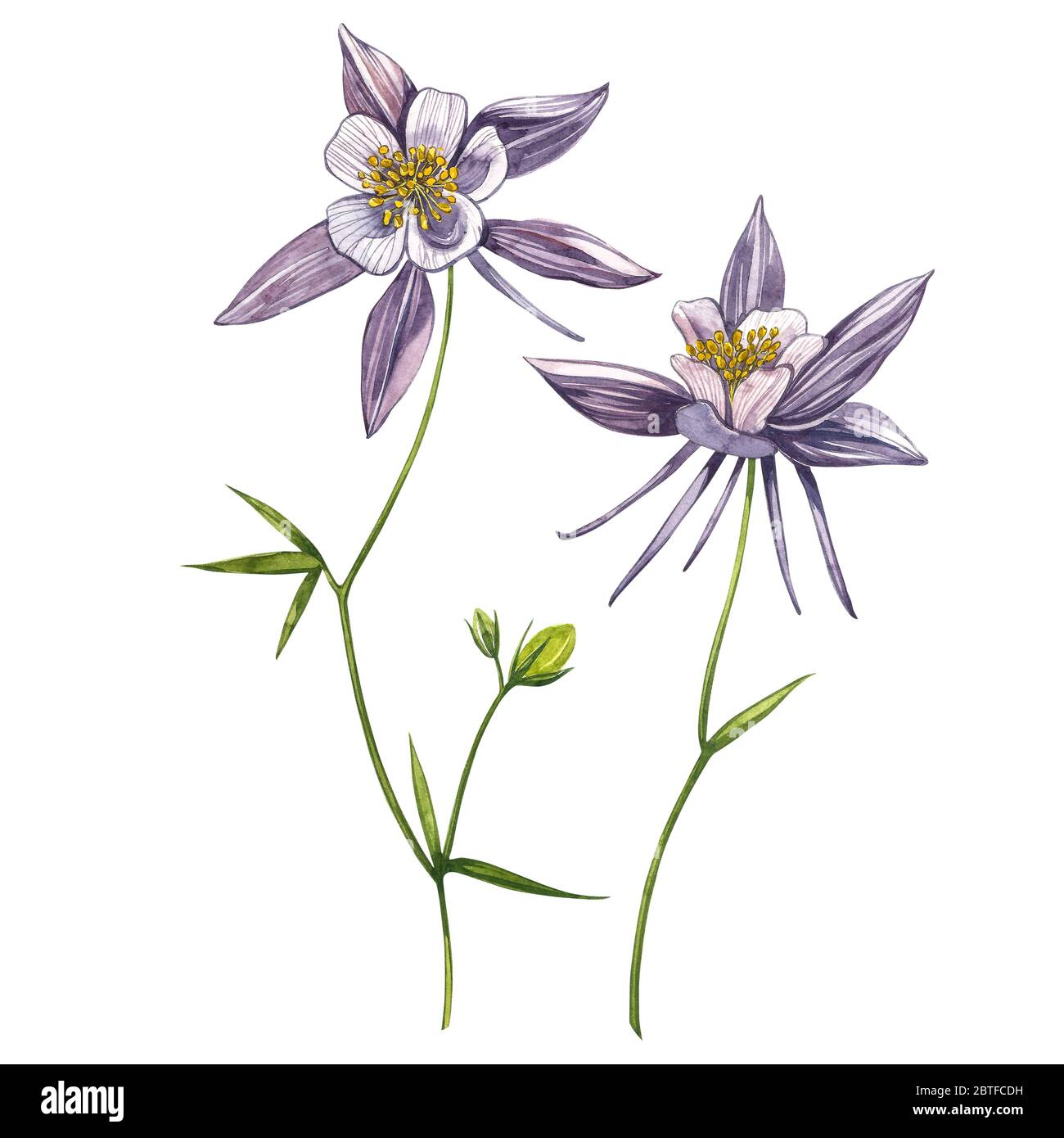 Columbine Plant Drawing High Resolution Stock Photography And Images Alamy