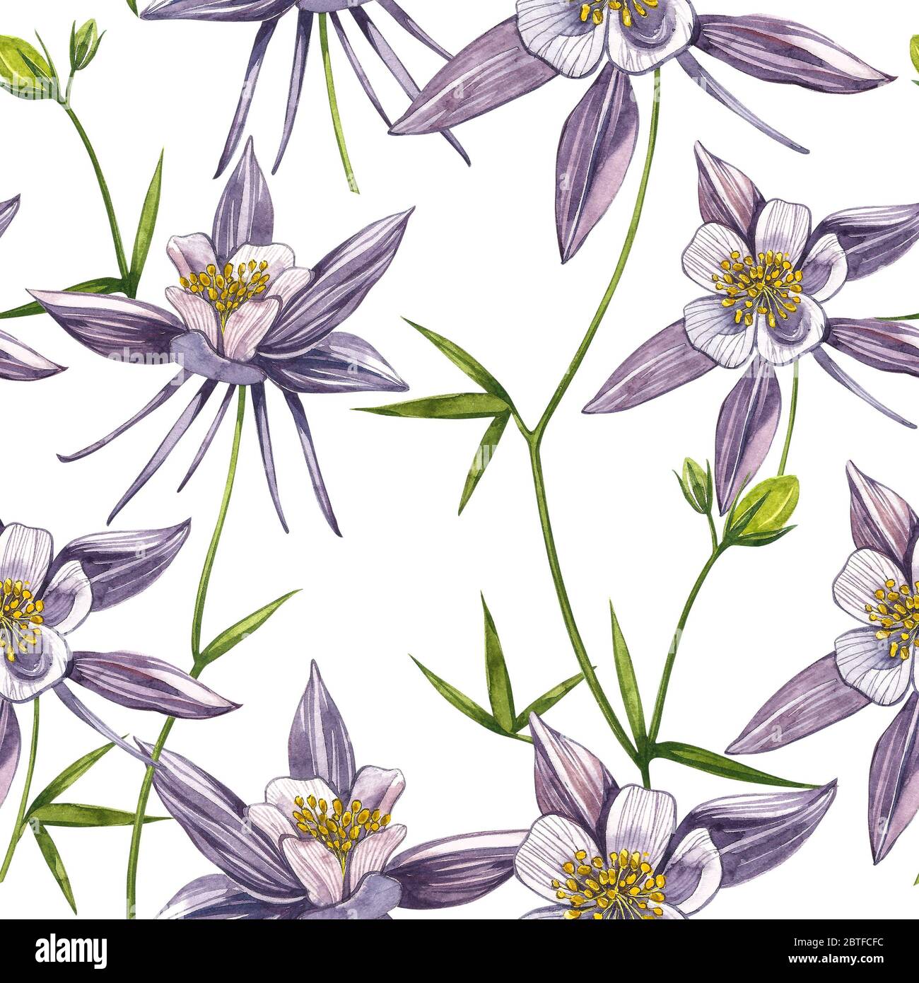 Double Columbine flowers. Seamless pattern. Collection of hand drawn flowers and plants. Watercolor set of flowers and leaves, hand drawn floral illus Stock Photo