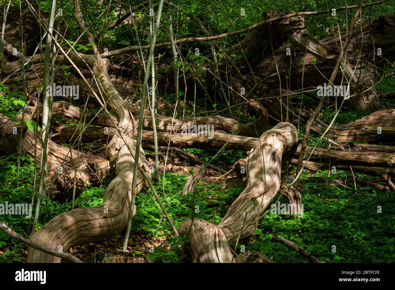 Trees and logs in a national park in Scania, southern Sweden. This gives us a picture of how the landscape would look without human influences Stock Photo