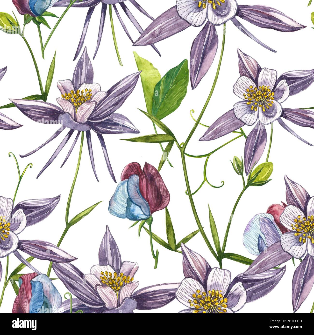 Double Columbine flowers. Seamless pattern. Collection of hand drawn ...