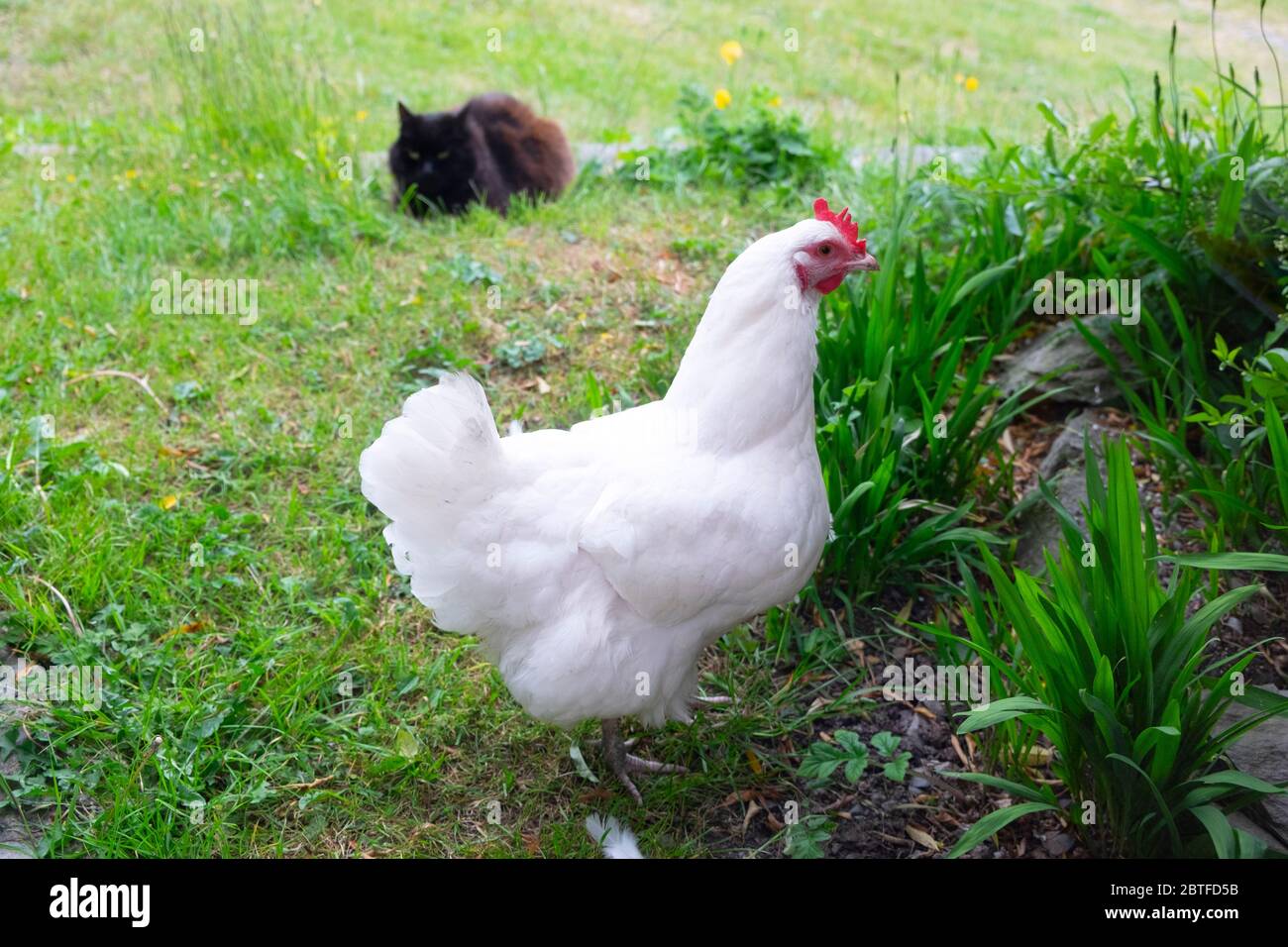 Premium Photo  Brahma chicken in a garden in spring