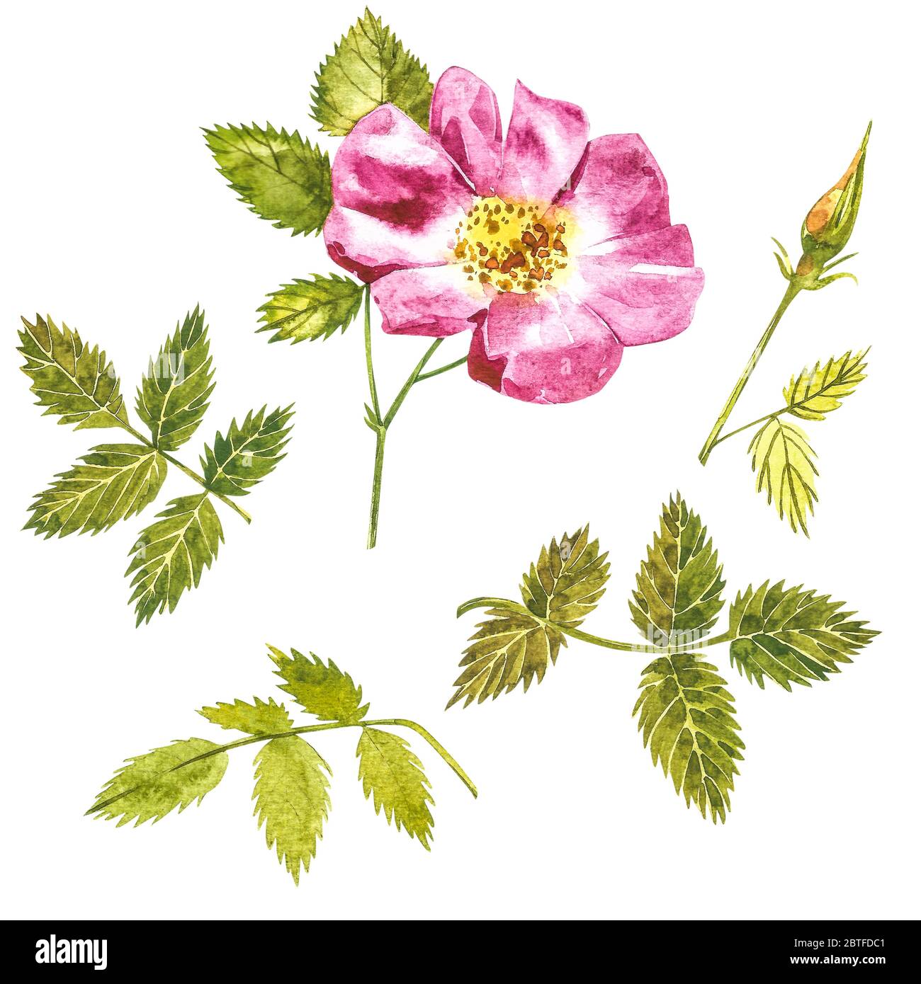Botanical wild rose flower watercolor. Watercolor set of rose hip ...
