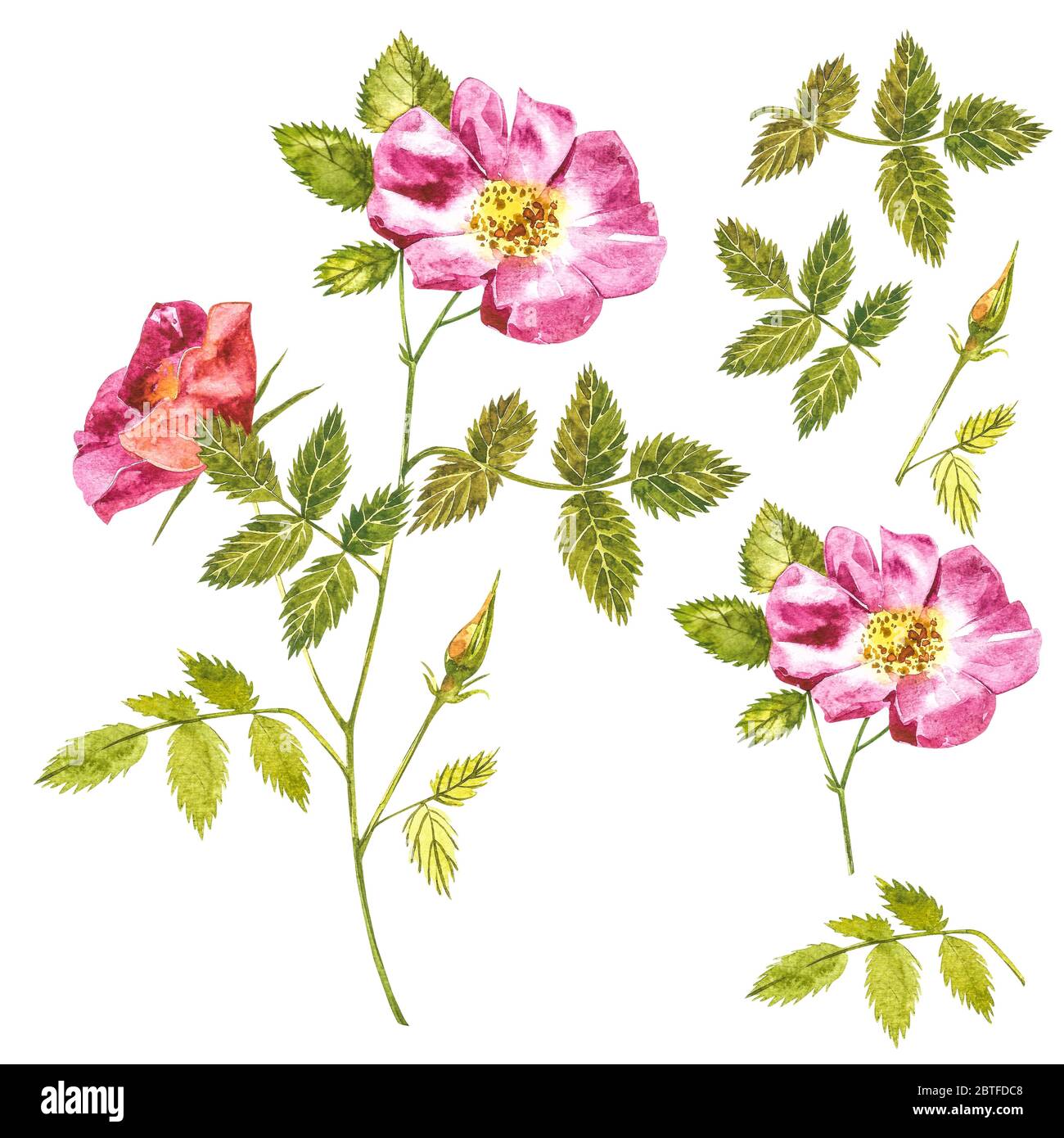 Botanical wild rose flower watercolor. Watercolor set of rose hip ...