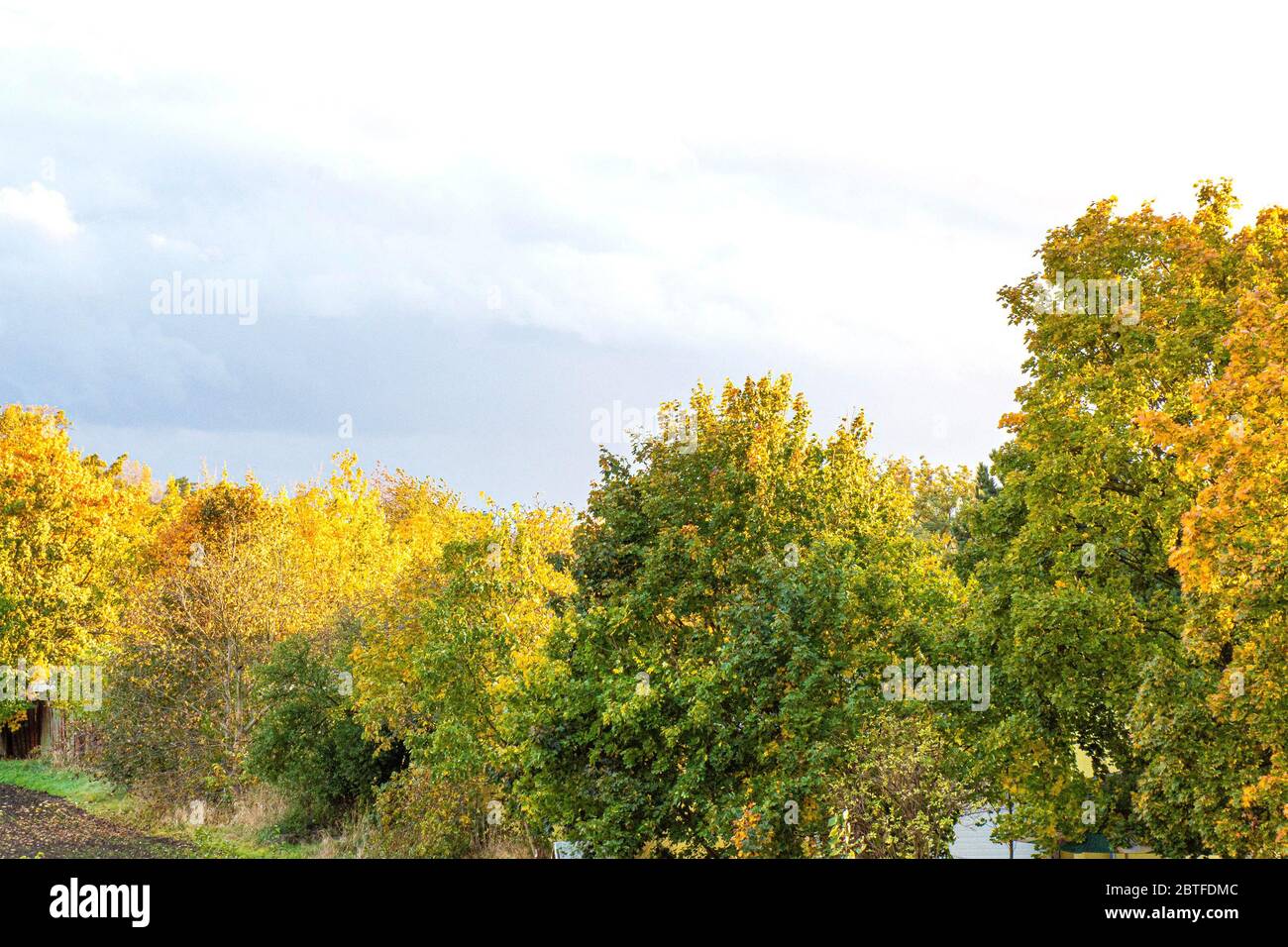 Autumn landscape golden trees with clear sky Stock Photo - Alamy