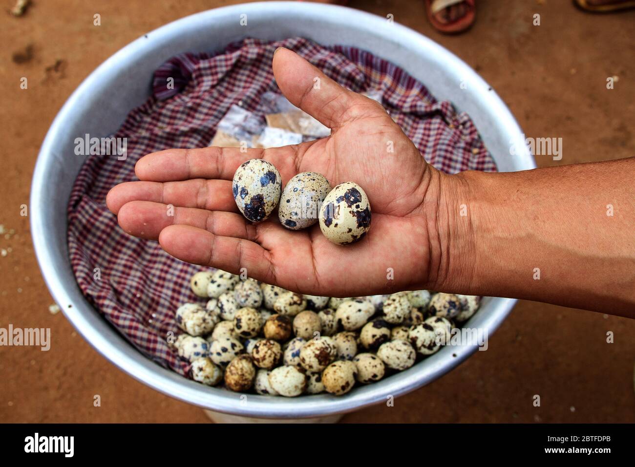 Hard boiled quail eggs for sale. Fried insects, worms, frogs and quails
