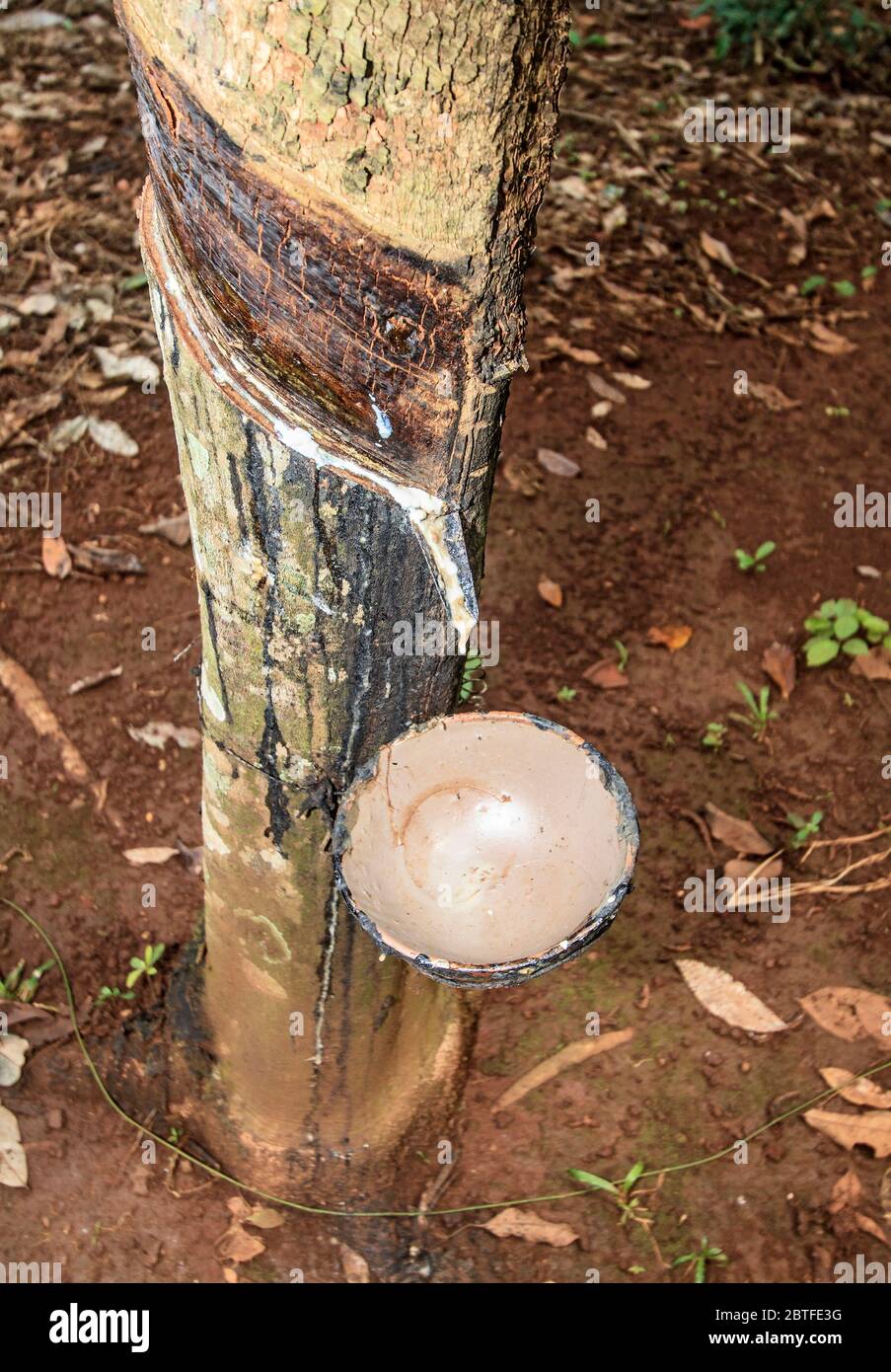 Rubber trees on a rubber plantation in near the town of Kompong Cham in