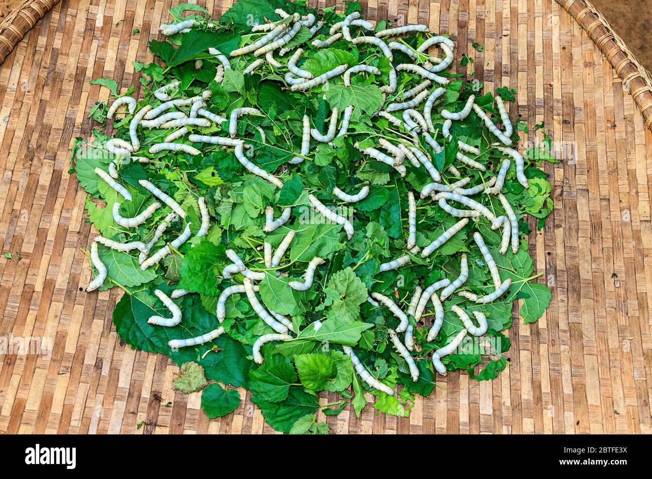 Silkworm farm hires stock photography and images Alamy