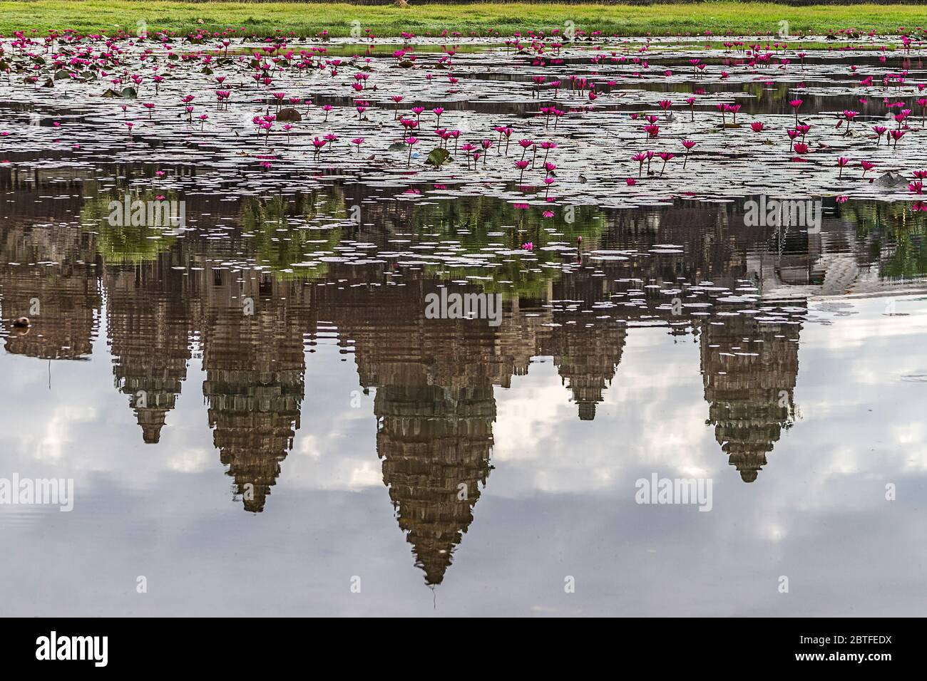 Reflection in a pond of water lilies of Angkor Wat, the largest Hindu temple complex in the world. The temple was built by King Suryavarman II Stock Photo