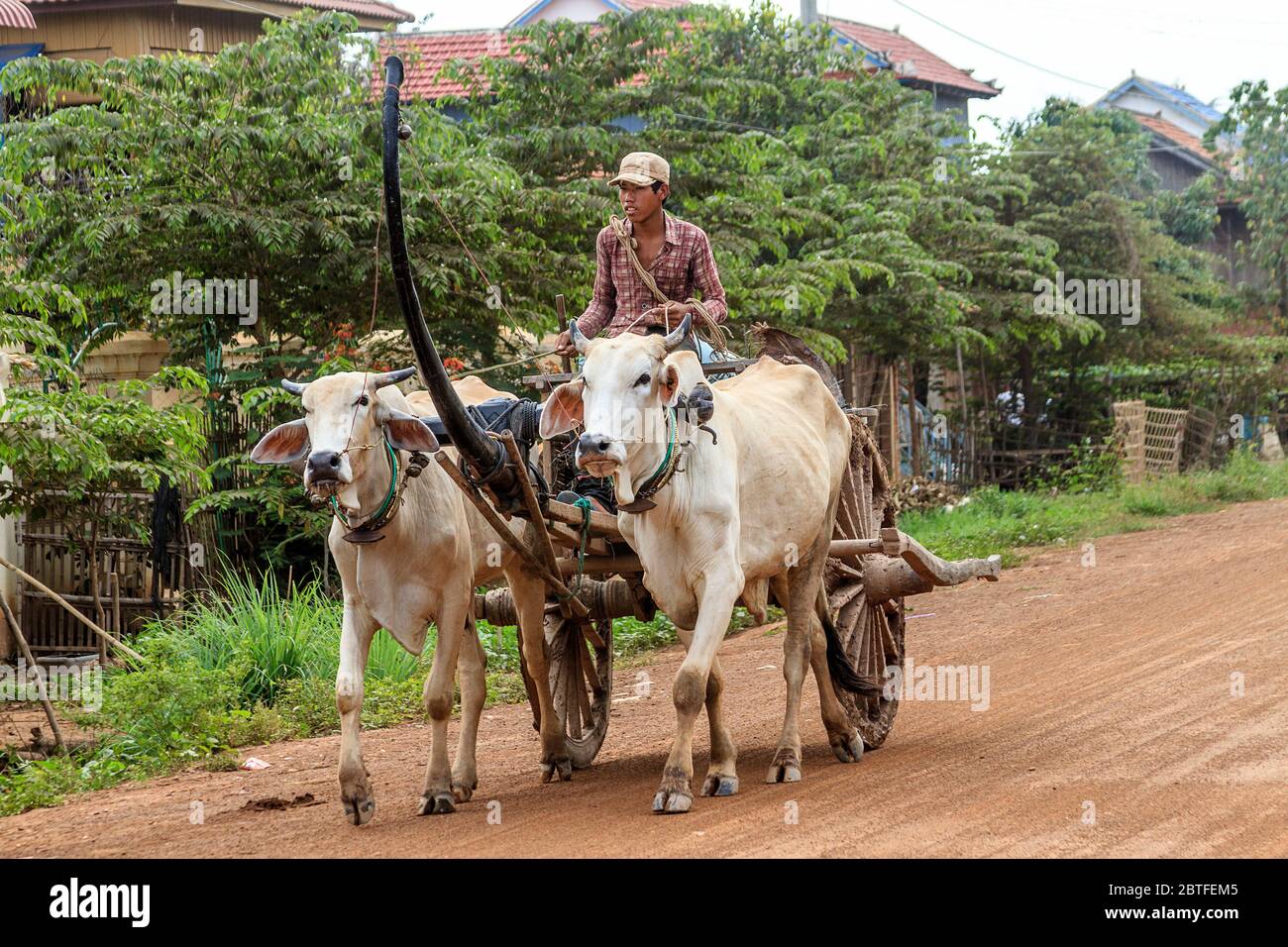Man drives ox cart on Koh Dach, a rural island off Phnom Penh, Cambodia. Stock Photo