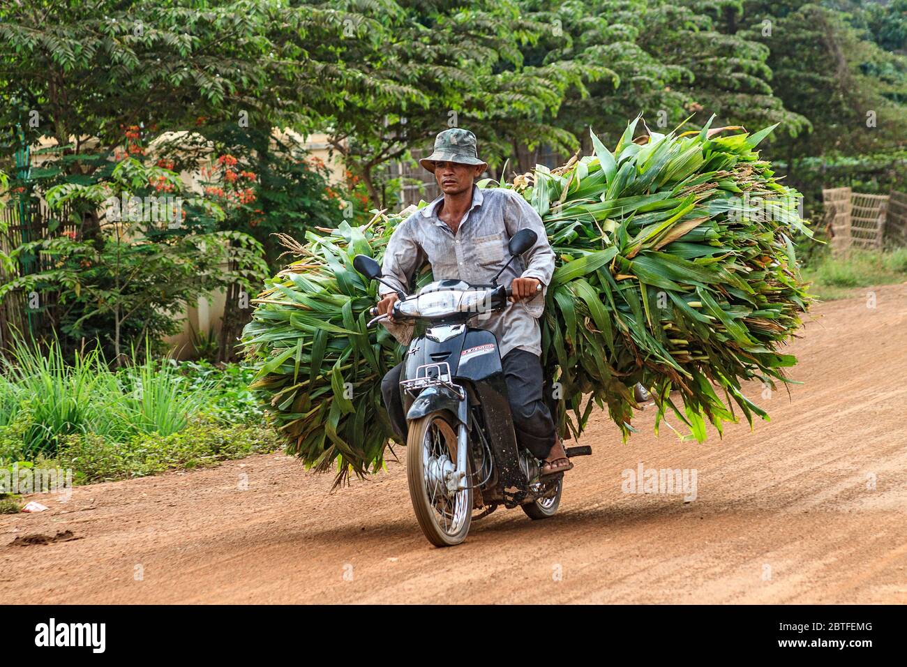 Man drives motorcycle with large load of corn on Koh Dach, a rural island off Phnom Penh, Cambodia. Stock Photo