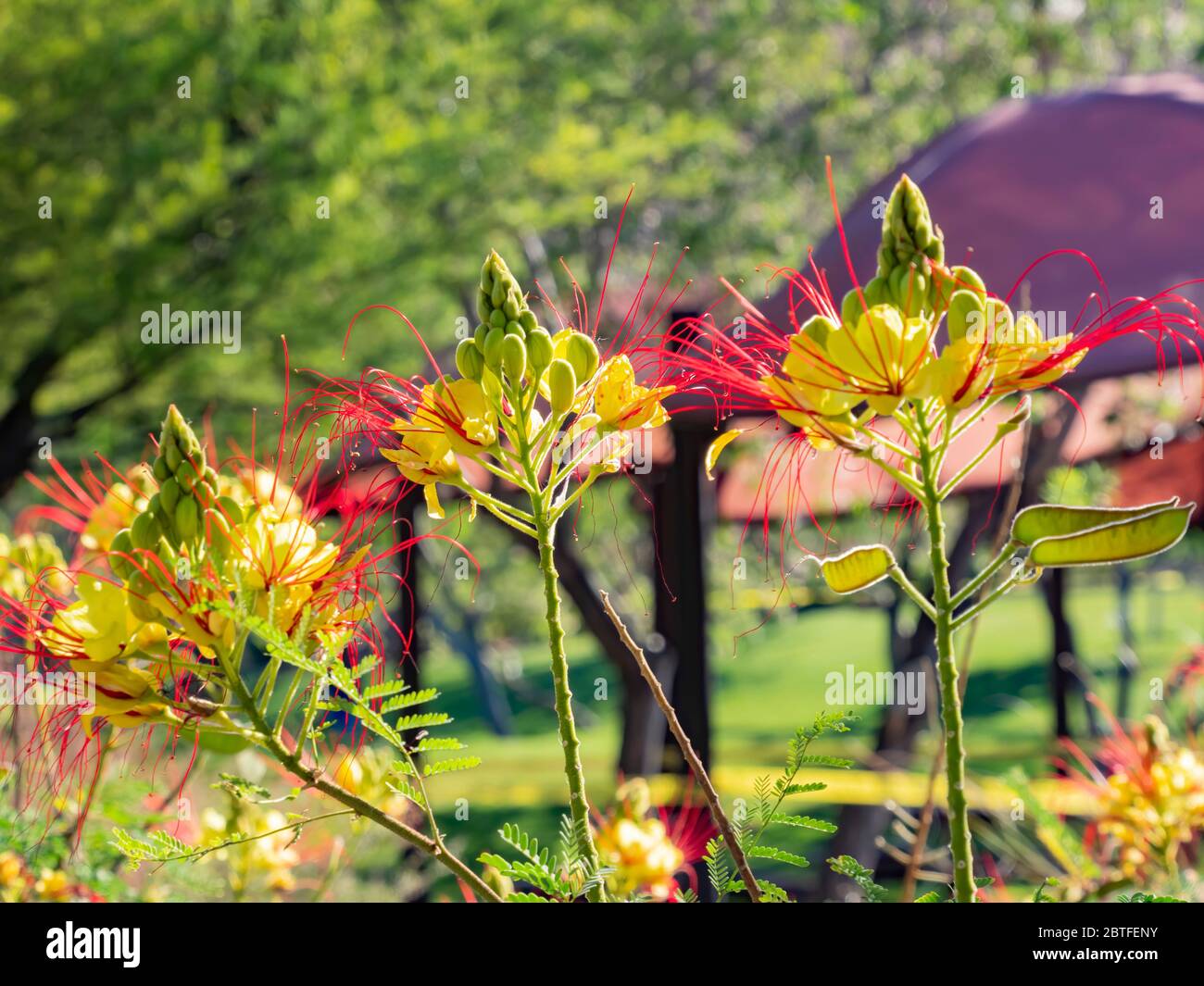 Close up shot of the Erythrostemon gilliesii blossom at Las Vegas, Nevada Stock Photo