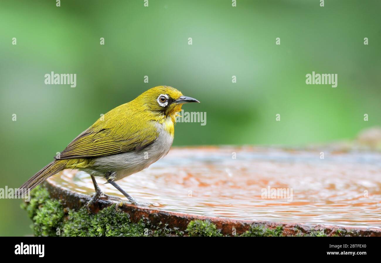 Hyperactive little yellow bird with an off-white belly and white spectacles. Found in a wide range of habitats. Stock Photo