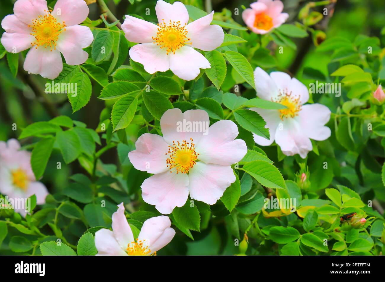 Large wild rose bush hi-res stock photography and images - Alamy