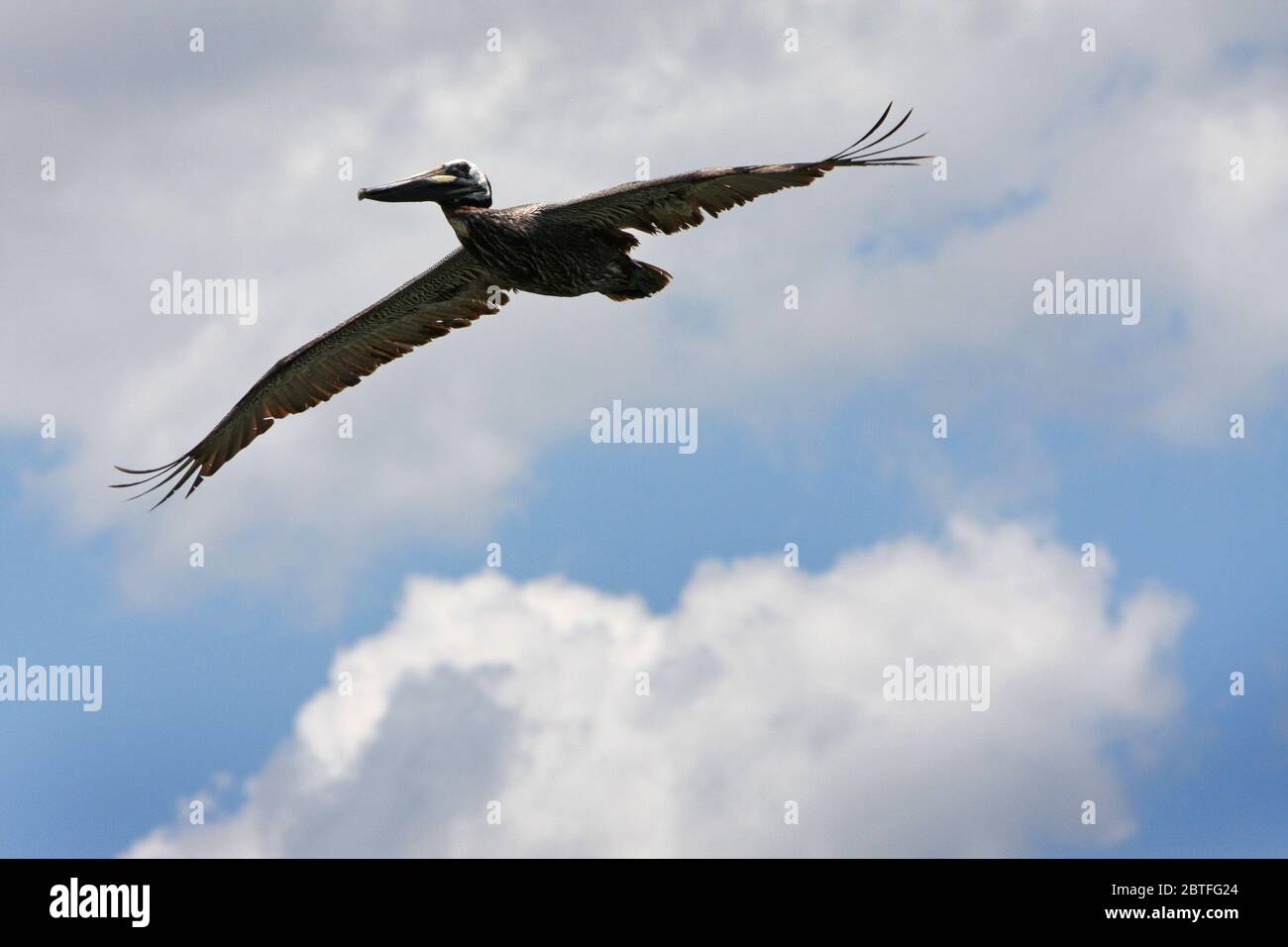 A pelican in flight. Stock Photo