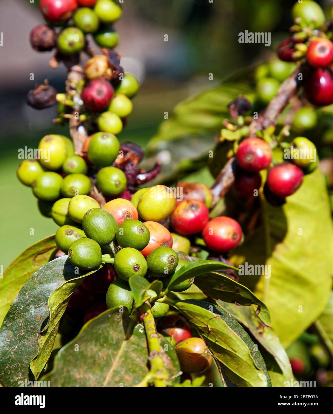 coffee beans growing, red, green, yellow, closeup, food, nature