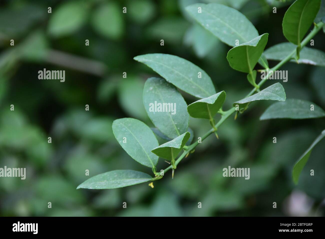Beautiful view of green leaves of lemon tree Stock Photo