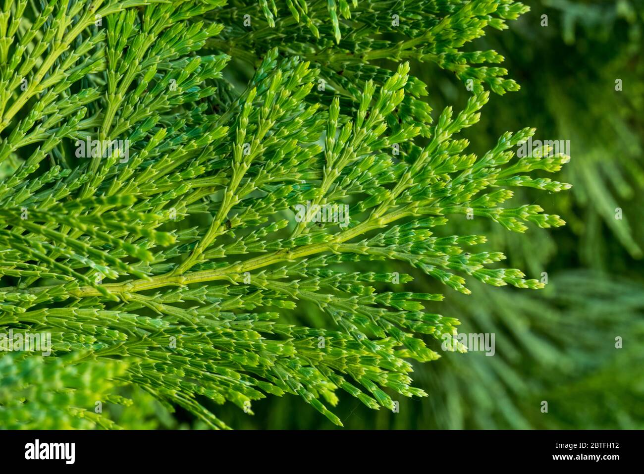 Calocedrus decurrens Berrima Gold / Berrima Gold Incense Cedar, close up of foliage Stock Photo