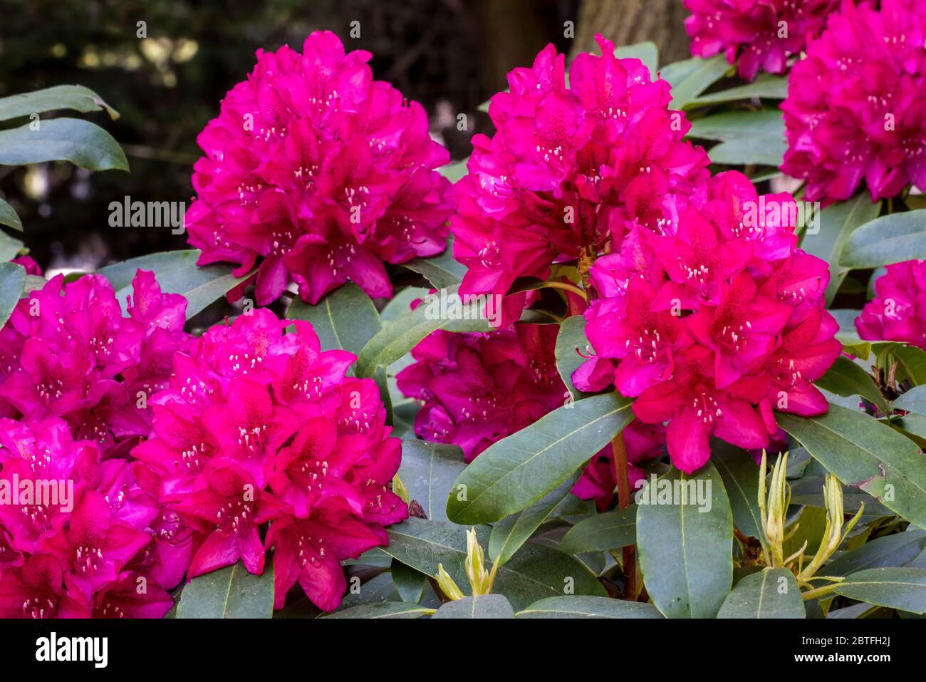 Rhododendron Edward S. Rand, close up showing red flowers in spring Stock Photo