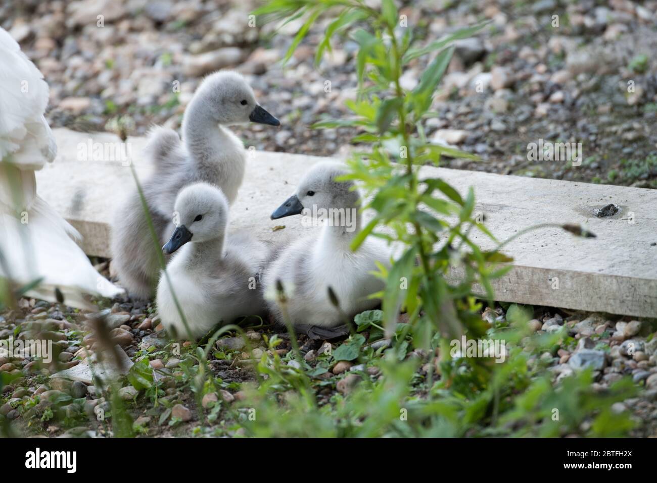 intimate and beautiful pictures of swans and cygnets Stock Photo