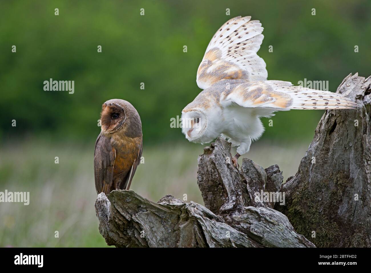 A black (melanistic) barn owl and a common barn owl on a perch in the  meadow area of the Barn Owl Centre of Gloucestershire during a photography  day Stock Photo - Alamy