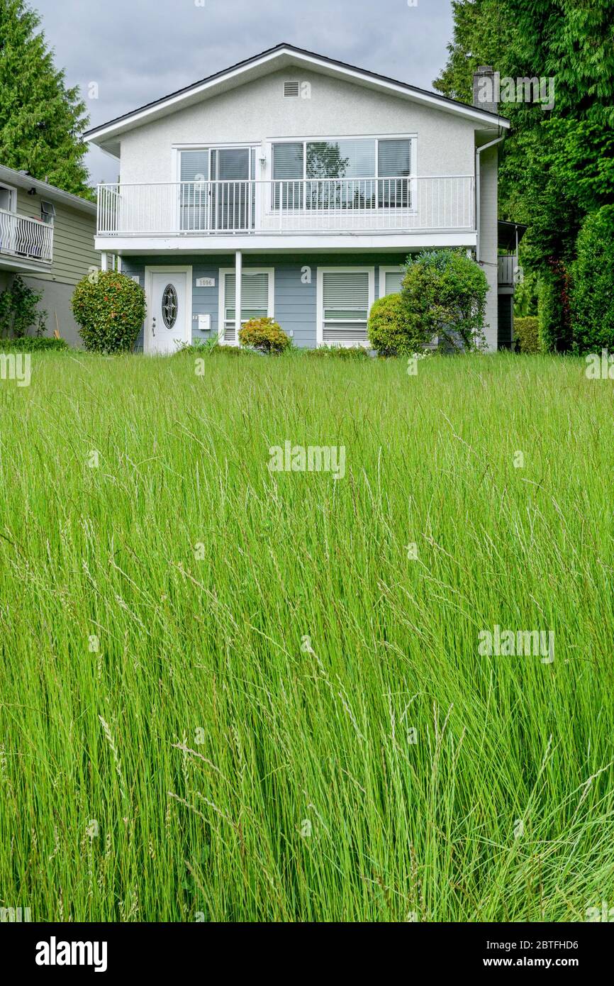 House with tall grass lawn. Stock Photo