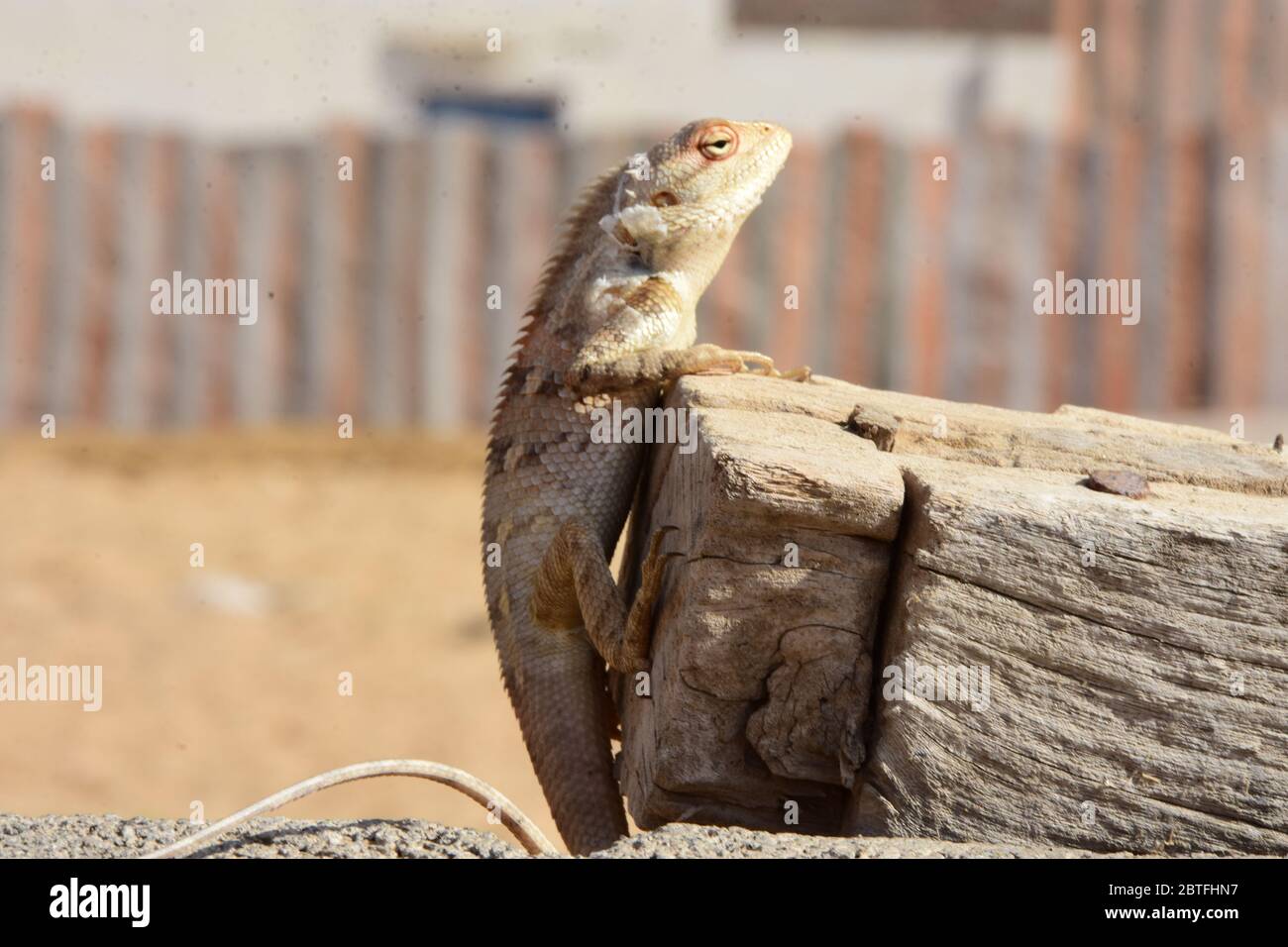A chameleon sitting on a wood looking for food Stock Photo