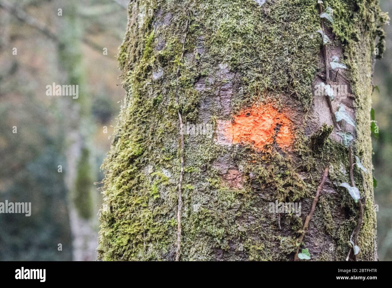 Spray painted tree marked to be cut down. Stock Photo