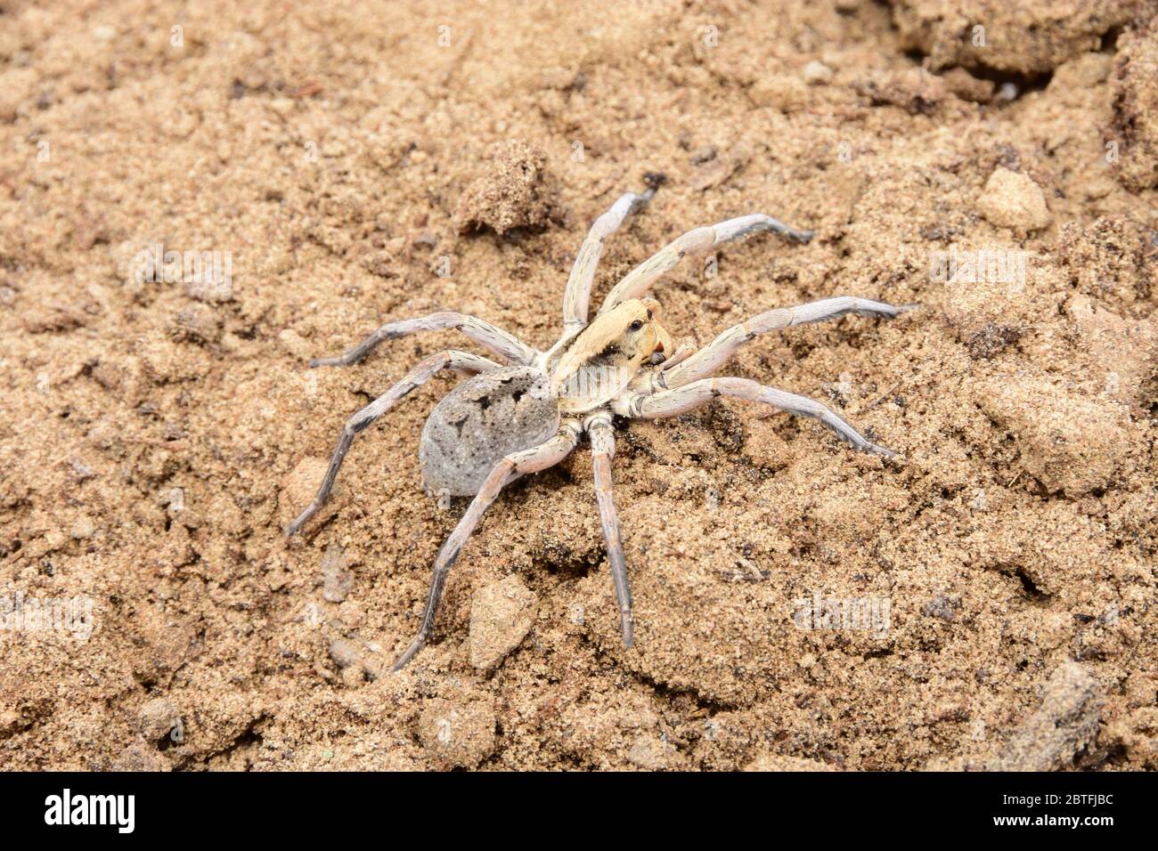 Spider found in Rajasthan Stock Photo