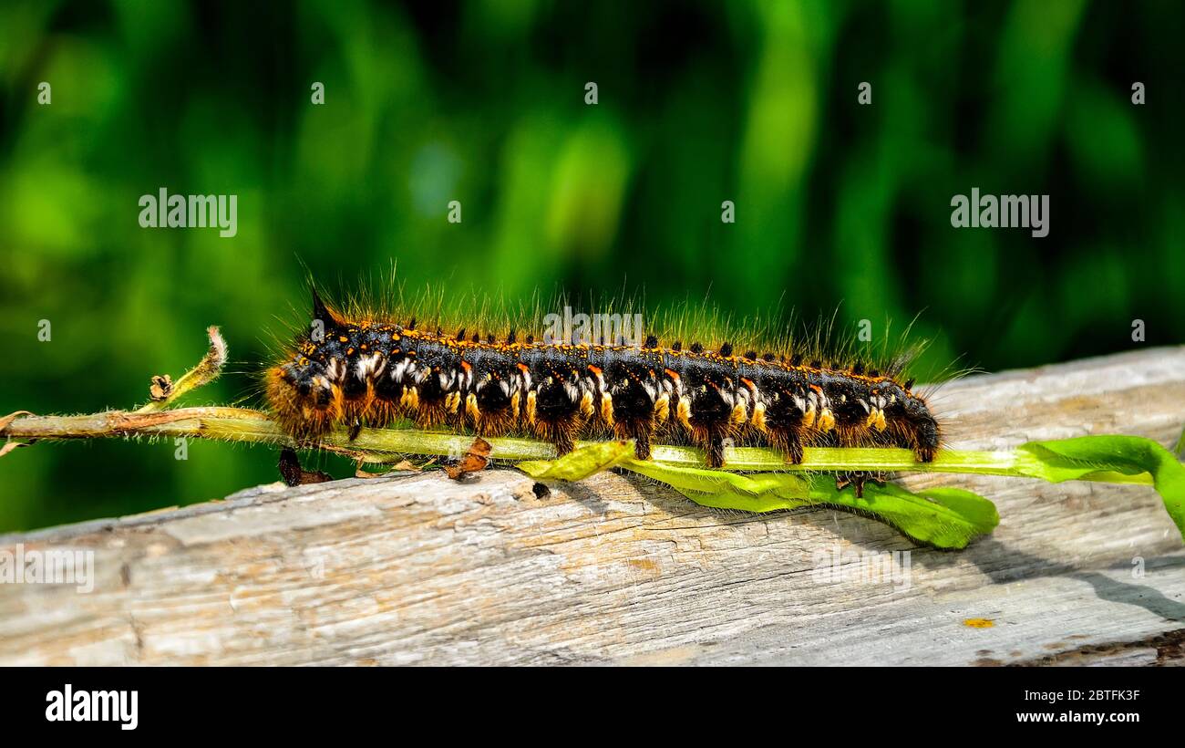 Big furry caterpillar of drinker moth (Euthrix potatoria) with orange and white spots on thin branch of plant - close up portrait in full lenght, side Stock Photo