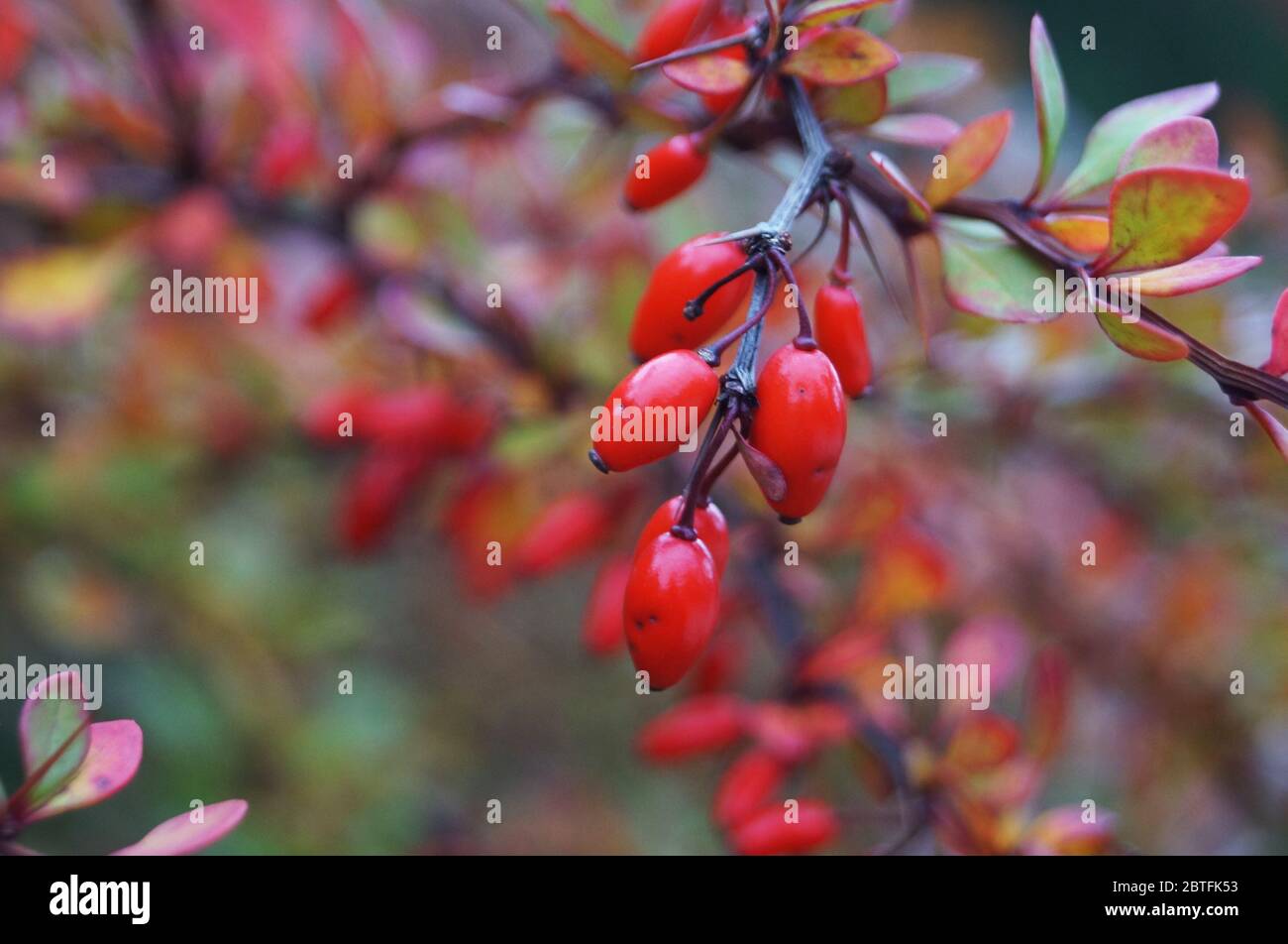 Branches of barberry with red leaves and red ripe fruits on an autumn day Stock Photo