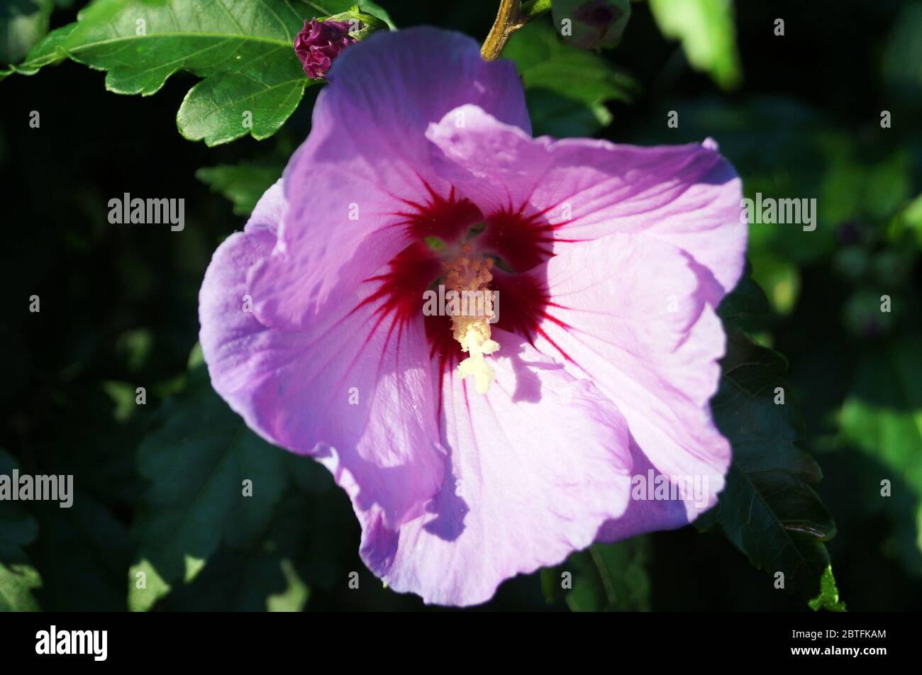 Hibiscus flower with delicate purple petals and a white center on a bush with green leaves Stock Photo