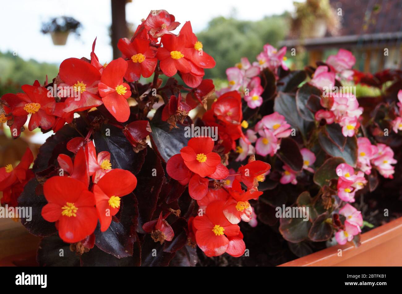 Begonia bush with shiny pink, red and white petals and a yellow center on a bush with dark burgundy leaves Stock Photo