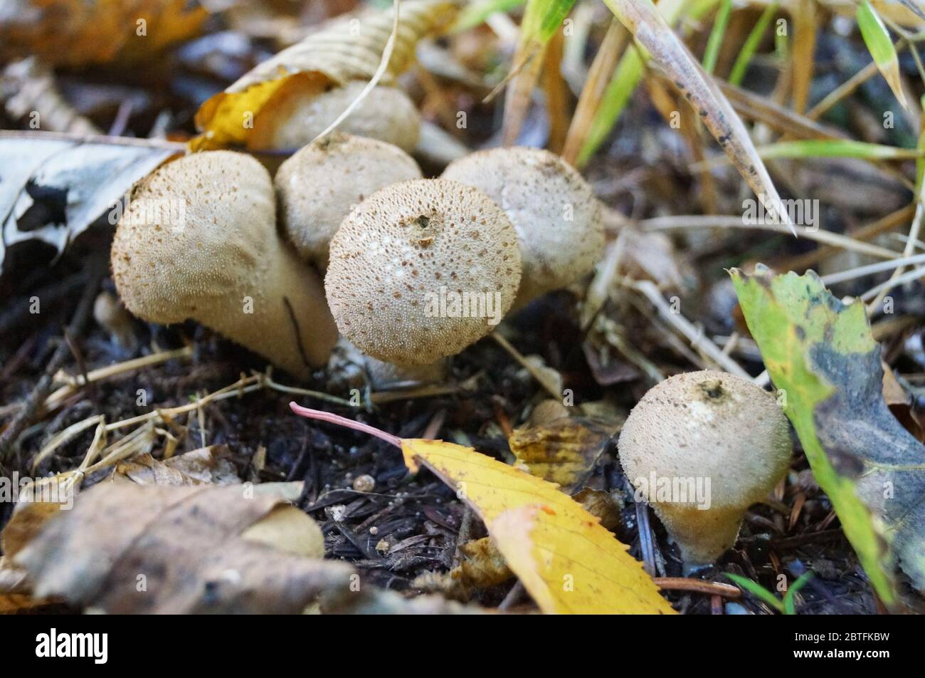 Lycoperdon mushroom with a white hat in a pimple and a white leg grows in a forest in fallen leaves Stock Photo