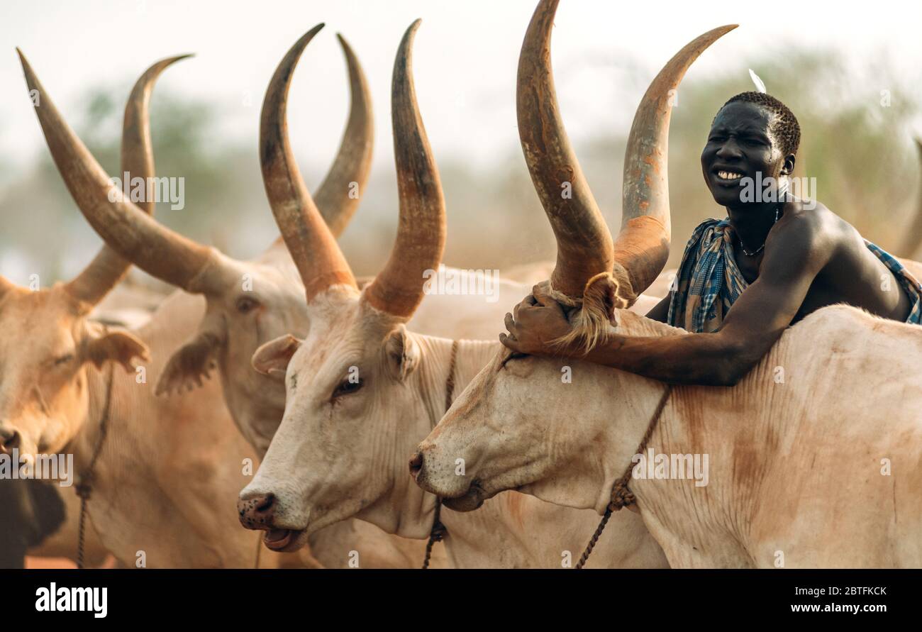 MUNDARI TRIBE, SOUTH SUDAN - MARCH 11, 2020: Man from Mundari Tribe throwing handful of ashes on back of Ankole Watusi cow while herding cattle in Stock Photo