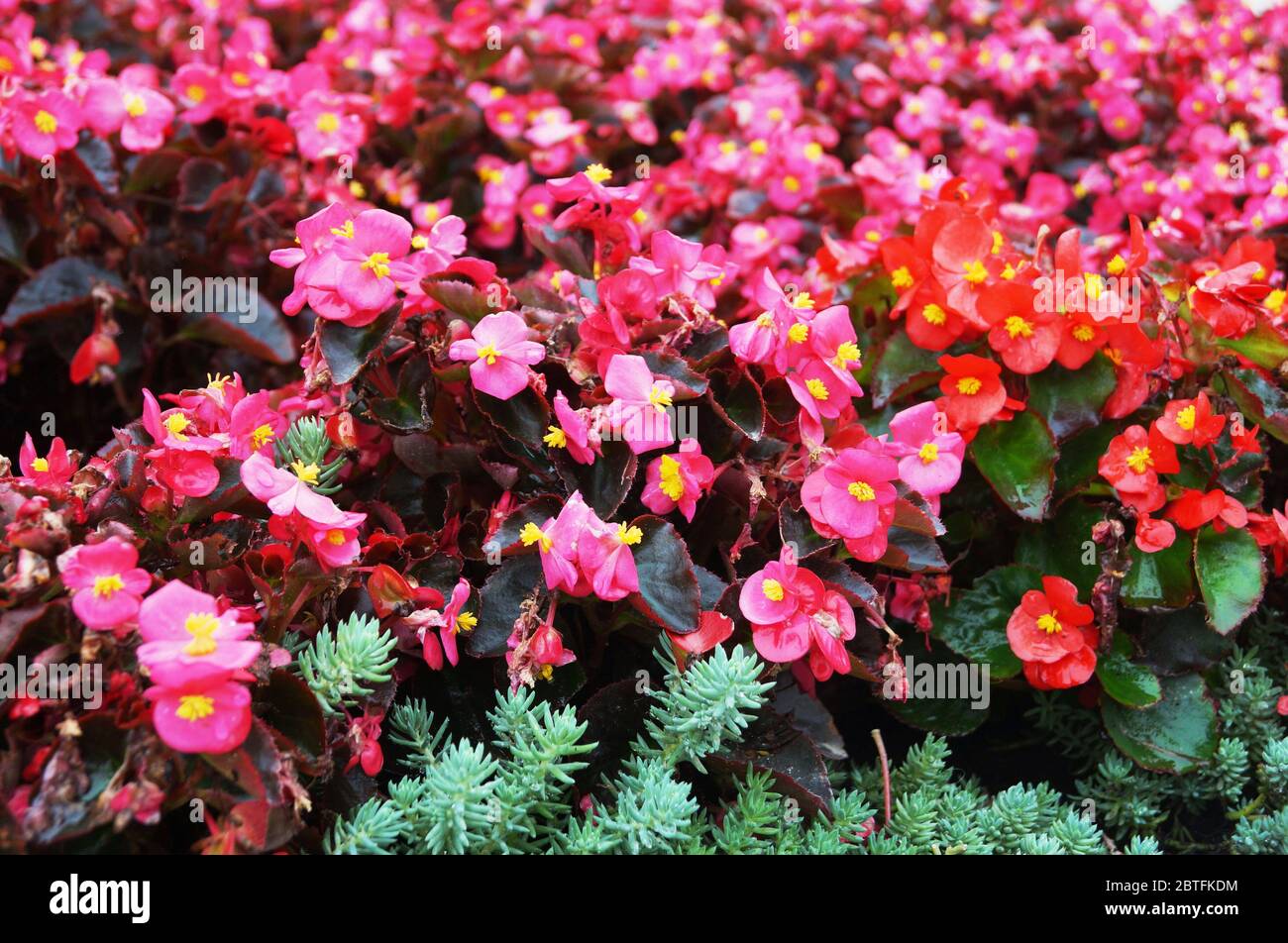 Begonia bush with shiny pink, red and white petals and a yellow center on a bush with dark burgundy leaves Stock Photo