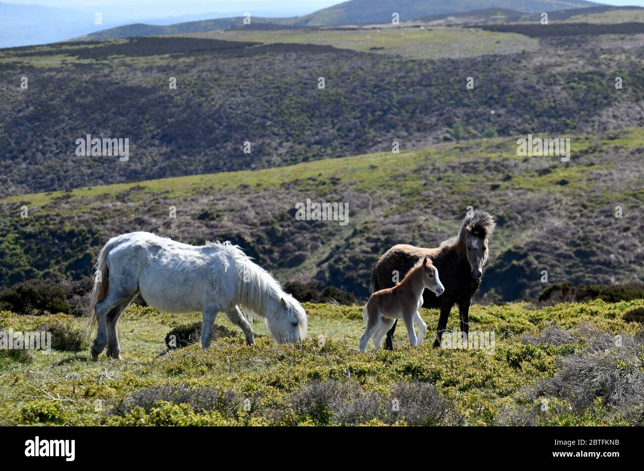 The Long Mynd, Church Stretton, Shropshire, Uk  May 25th 2020. Out for a bank holiday stroll with mum and dad, this 3 day old foal was one the wild ponies enjoyng the holiday weather on the Shropshire hills. Stock Photo