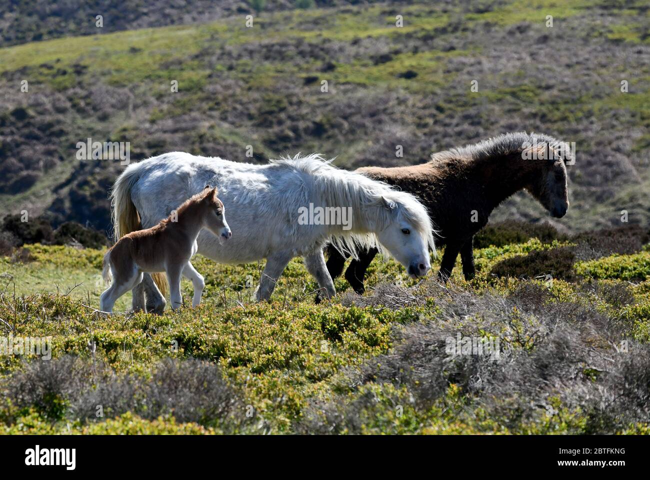 The Long Mynd, Church Stretton, Shropshire, Uk  May 25th 2020. Out for a bank holiday stroll with mum and dad, this 3 day old foal was one the wild ponies enjoyng the holiday weather on the Shropshire hills. Stock Photo