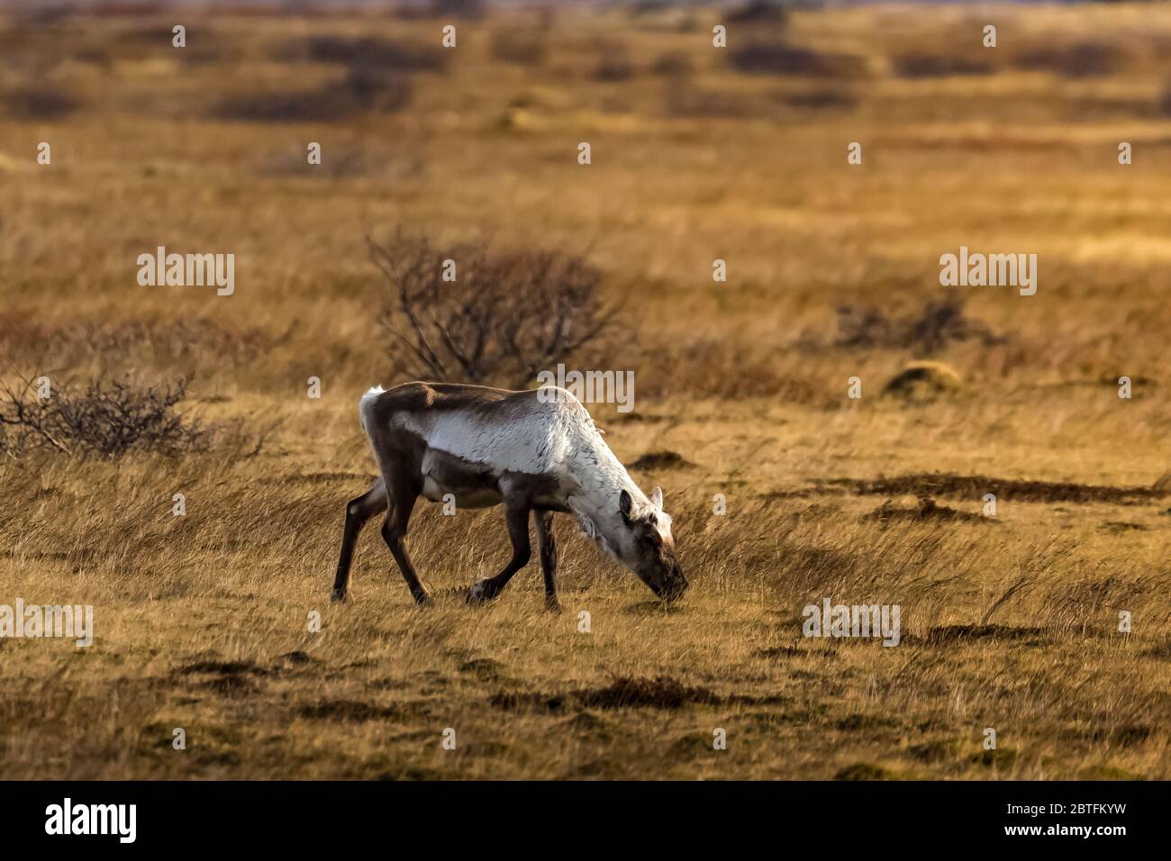 During the winter months, Reindeer, Rangifer tarandus, come down from the mountains to feed in the lowlands along the South Coast of Iceland Stock Photo