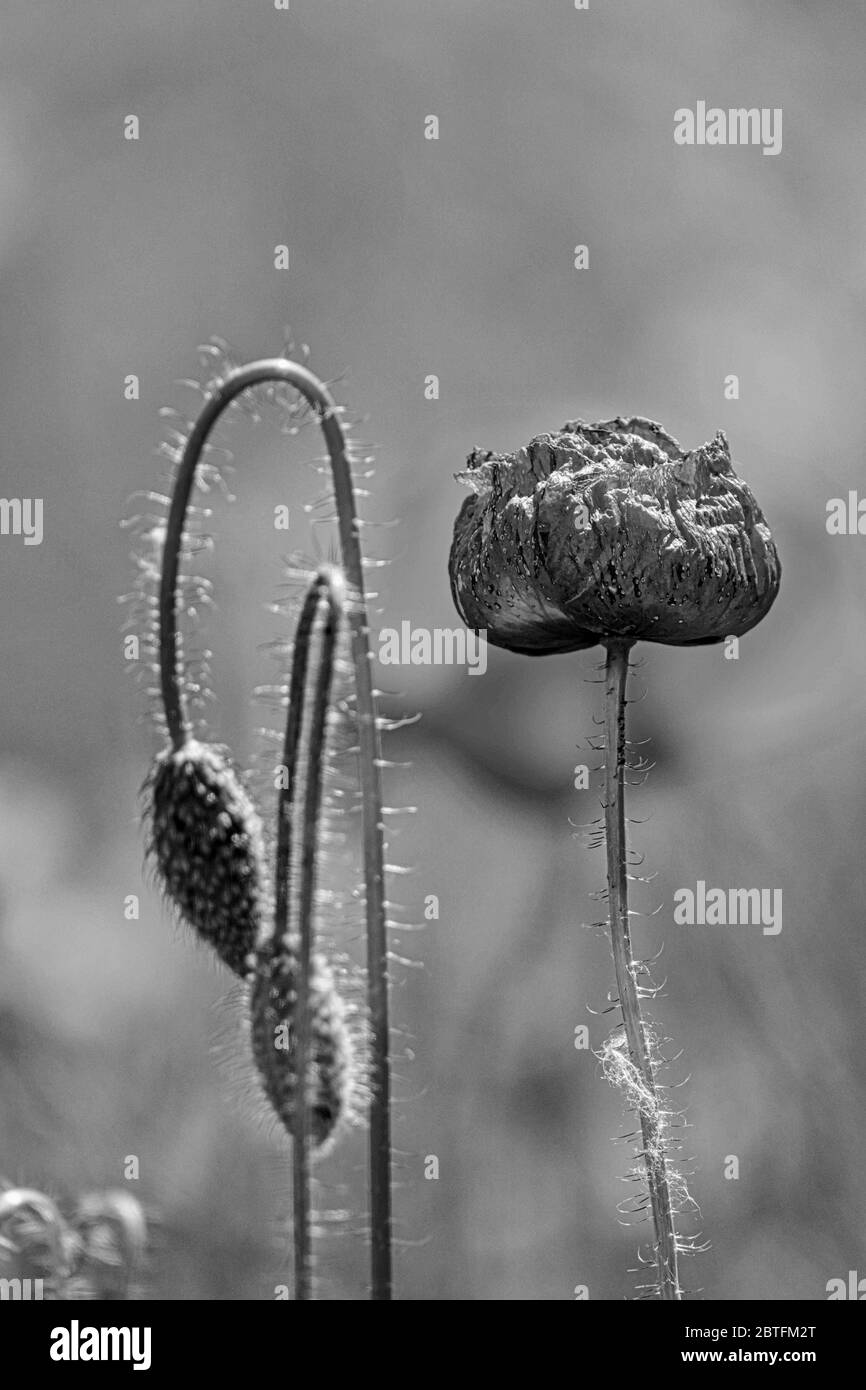 Field of Corn Poppy Flowers Papaver rhoeas in black and white Stock Photo