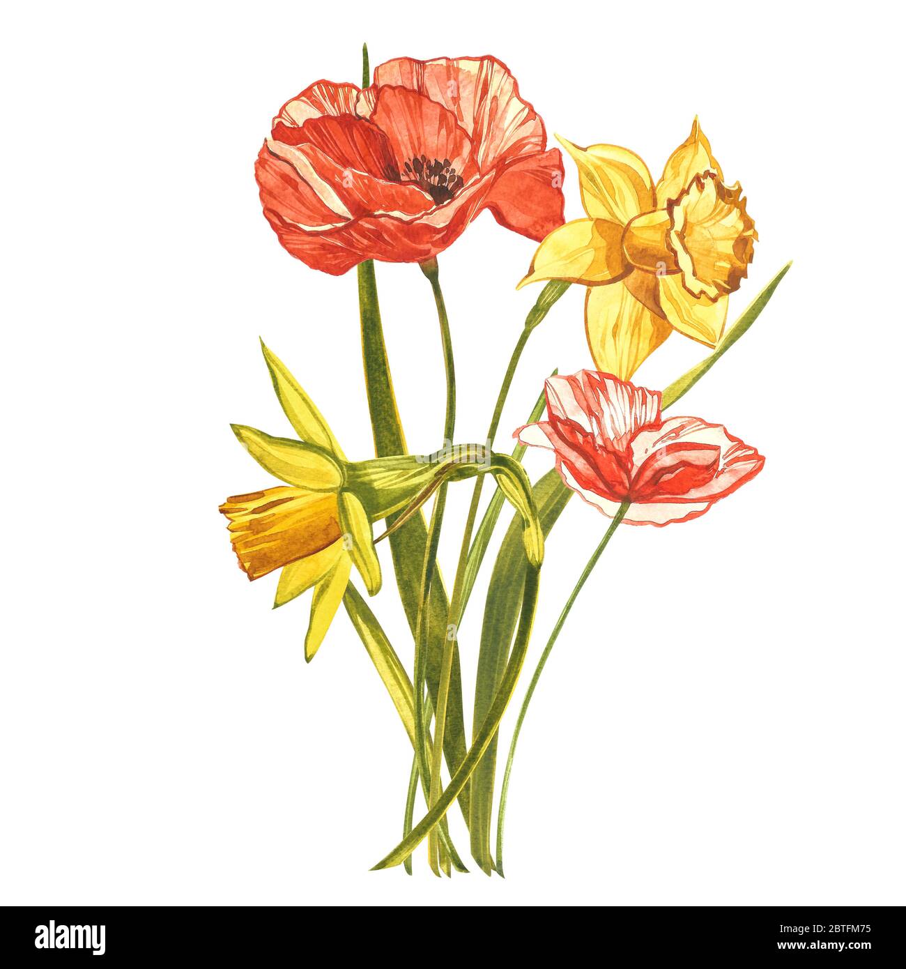 Watercolor Narcissus and Poppy. Wild flower set isolated on white.  Botanical watercolor illustration, yellow narcissus bouquet, rustic flowers.  Waterc Stock Photo - Alamy
