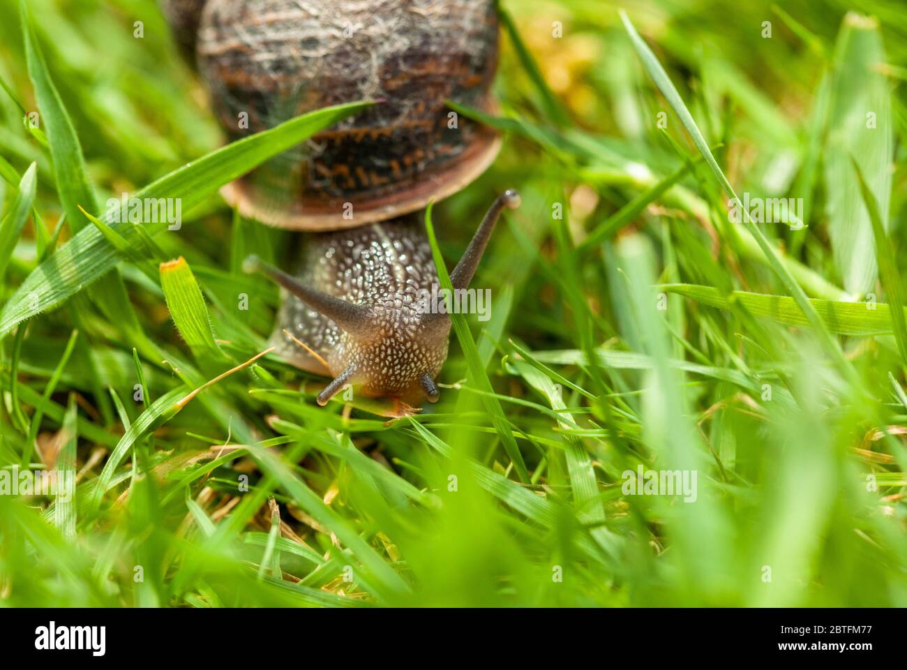 Garden snail moving through grass Stock Photo