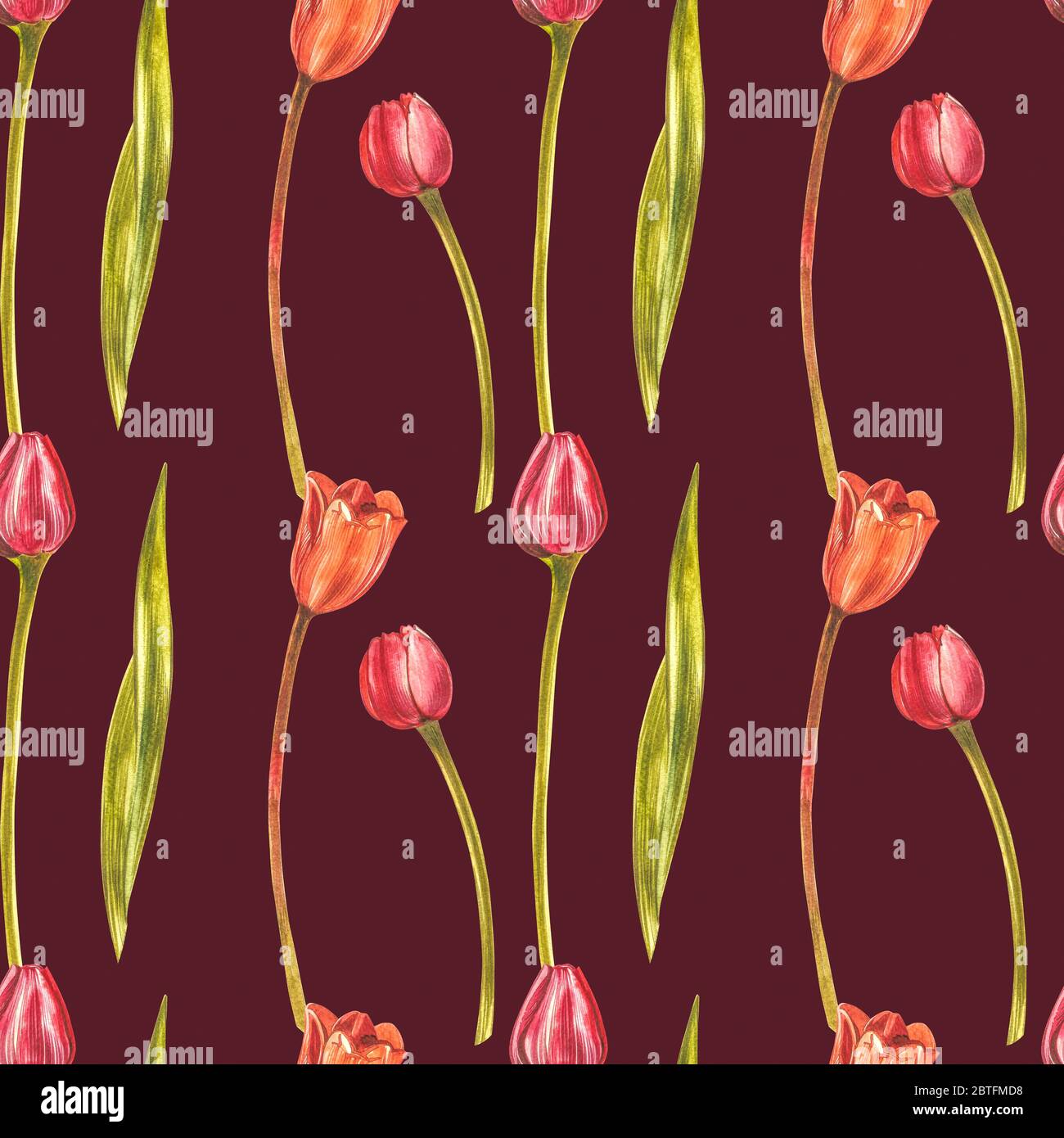 Watercolor Tulips. Wild flower set isolated on white. Botanical ...