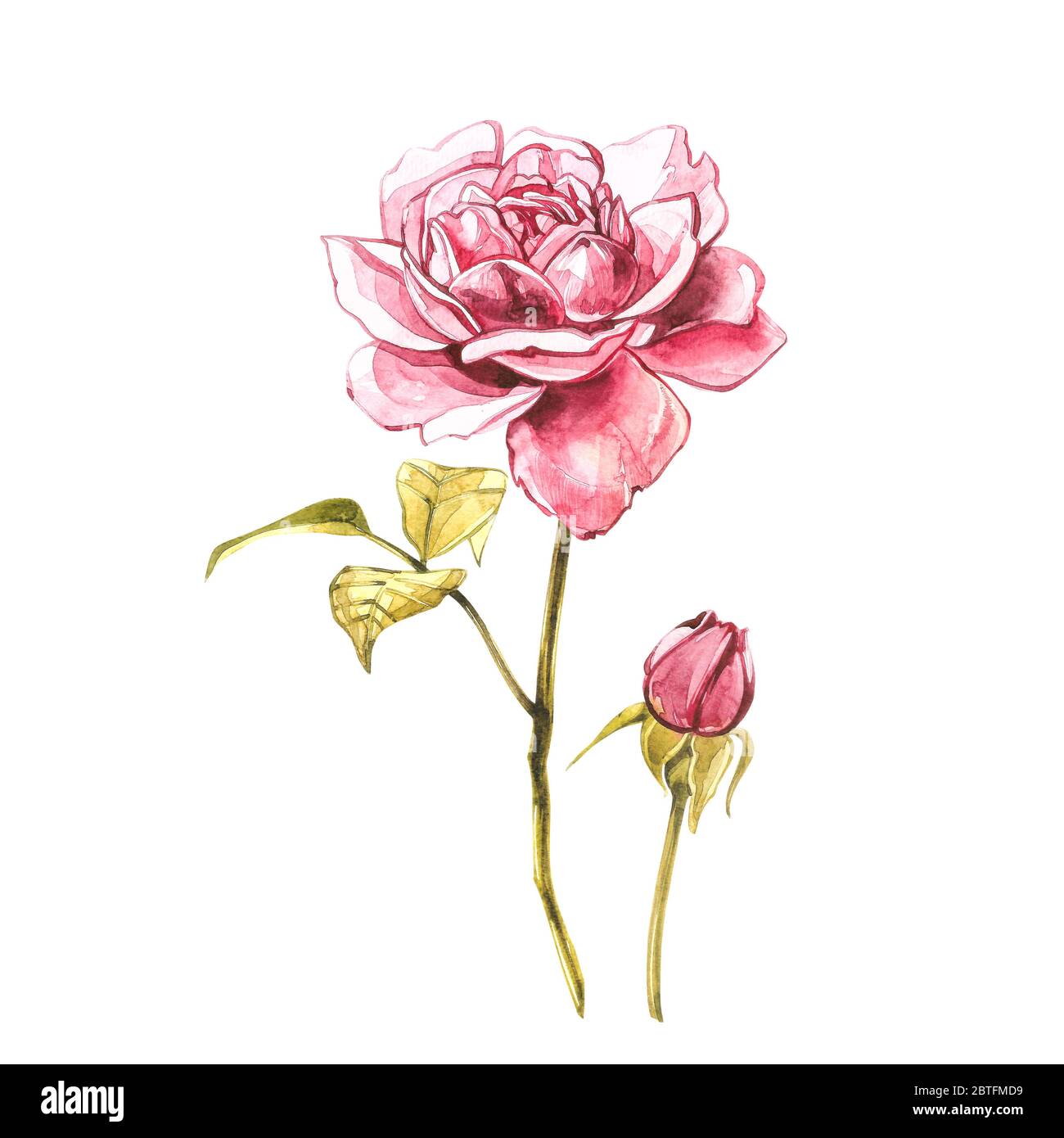 Watercolour Wild Roses Watercolor pink wild roses. Wild flower set isolated on white ...