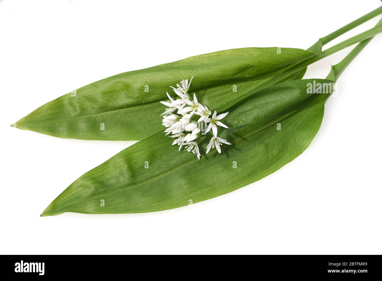 Baerlauch  ist eine wichtige Heilpflanze und eine Duftpflanze nach Knoblauch mit weissen Blueten. Baerlauch is an important medicinal plant and a frag Stock Photo